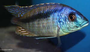 Mylochromis lateristriga 'Mazinzi Reef''Mazinzi Reef' - Galerie Mylochromis lateristriga Arten