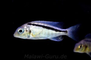 Mylochromis melanonotus 'Chimwalani Reef'