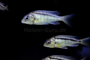 Mylochromis melanonotus 'Chimwalani Reef'