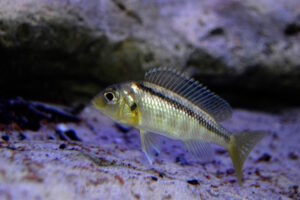 Mylochromis melanonotus 'Chimwalani Reef'