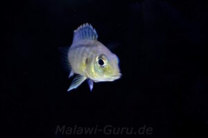 Mylochromis melanonotus 'Chimwalani Reef'