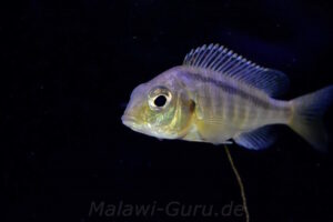 Mylochromis melanonotus 'Chimwalani Reef'