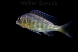 Mylochromis melanonotus 'Chimwalani Reef'