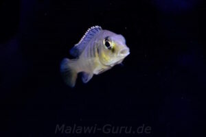 Mylochromis melanonotus 'Chimwalani Reef'