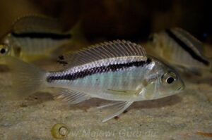 Mylochromis melanonotus 'Chimwalani Reef'