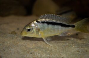 Mylochromis melanonotus
