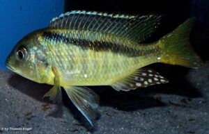 Mylochromis melanonotus 'Londo Bay'