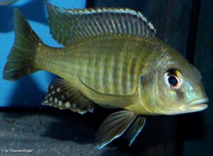 Mylochromis melanonotus 'Londo Bay'