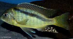 Mylochromis melanonotus