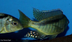 Mylochromis melanonotus 'Londo Bay'