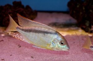 Mylochromis melanonotus 'Londo Bay' - Galerie Mylochromis melanonotus 'Londo Bay'