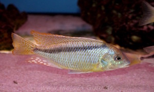 Mylochromis melanonotus