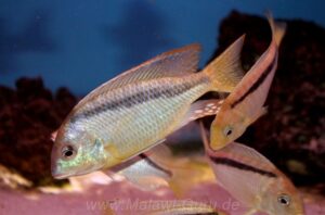 Mylochromis melanonotus 'Londo Bay'