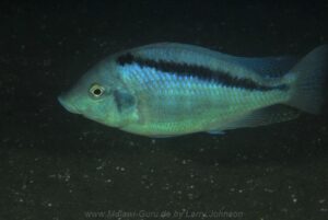 Mylochromis melanonotus 'Luwala Reef'