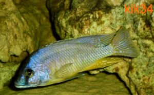 Mylochromis melanotaenia 'Makonde'