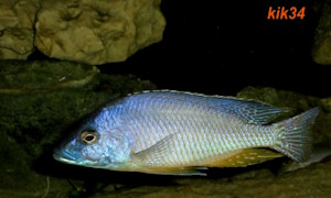 Mylochromis melanotaenia
