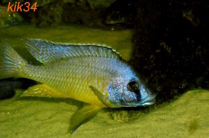 Mylochromis melanotaenia 'Makonde'