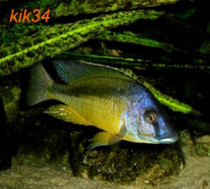 Mylochromis melanotaenia 'Makonde'
