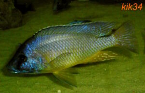 Mylochromis melanotaenia