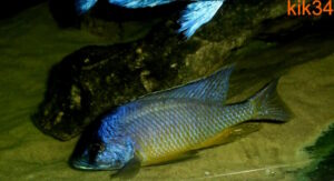 Mylochromis melanotaenia