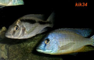 Mylochromis melanotaenia