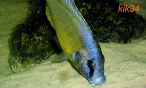 Mylochromis melanotaenia 'Makonde'