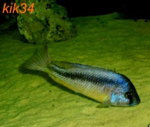 Mylochromis melanotaenia 'Makonde'