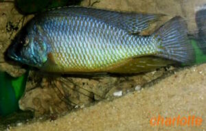 Mylochromis melanotaenia 'Makonde'