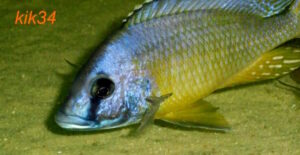 Mylochromis melanotaenia 'Makonde'