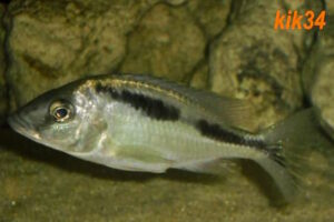 Mylochromis melanotaenia 'Makonde'