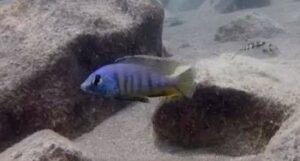 Mylochromis mola 'Chizumulu Island'