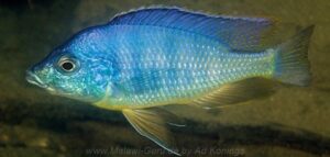 Mylochromis mola