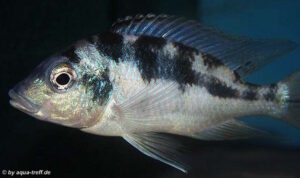 Mylochromis mola
