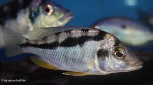 Mylochromis mola 'Mazinzi Reef'