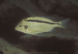 Mylochromis mollis 'Cobwe'