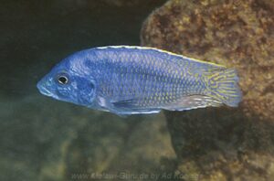 Mylochromis mollis 'Likoma'