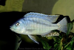 Mylochromis obtusus
