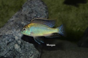 Mylochromis plagiotaenia 'Mdoka''Mdoka' - Galerie Mylochromis plagiotaenia Arten