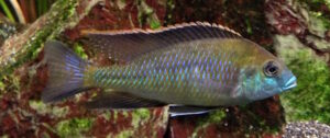 Mylochromis plagiotaenia