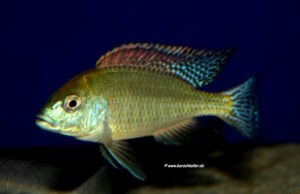 Mylochromis plagiotaenia 'Mvunguti''Mvunguti' - Galerie Mylochromis plagiotaenia 'Mvunguti'