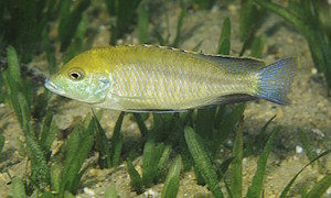 Mylochromis plagiotaenia