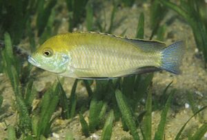 Mylochromis plagiotaenia
