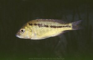 Mylochromis plagiotaenia 'Otter Island'