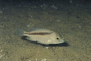 Mylochromis sp. 'balteatus mozambique' Londo