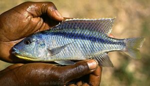 Mylochromis sp. 'kande'