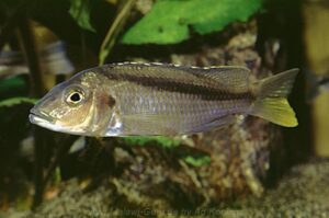 Mylochromis sp. 'kande'