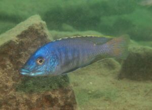 Mylochromis sp. 'lateristriga makanjila'Chiofu'lateristriga makanjila'Chiofu Mylochromis sp. 'lateristriga makanjila' Chiofu
