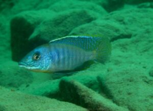 Mylochromis sp. 'lateristriga makanjila' Chiofu