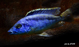 Mylochromis sp. 'lateristriga makanjila'