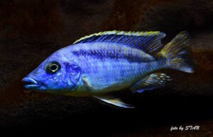 Mylochromis sp. 'lateristriga makanjila'